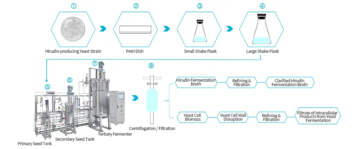 fermentation development workflow showing strain selection culture expansion fermentation and filtration in skincare OEM ingredient development
