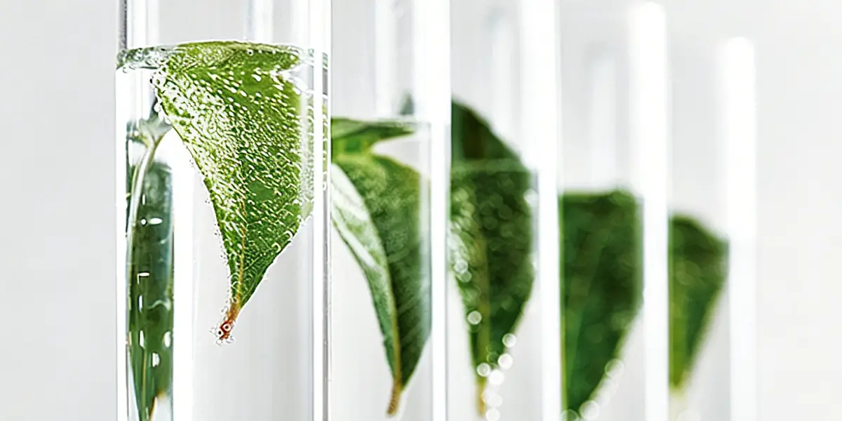 plant-based fermentation ingredients in laboratory tubes for skincare formulation research