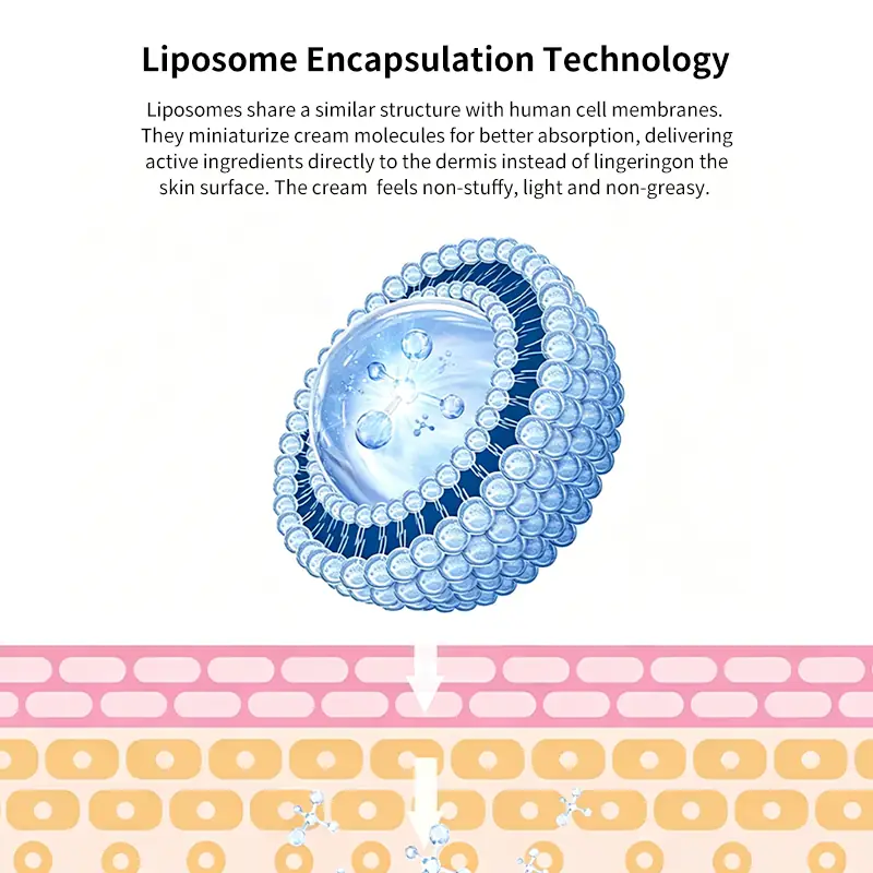 Liposome Encapsulation Technology for Polypeptide Cream Liposome encapsulation technology for private label polypeptide barrier repair cream to support active delivery and lightweight absorption