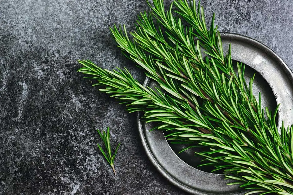 Fresh rosemary herb ingredient for private label rosemary hair growth oil and botanical scalp care formulas